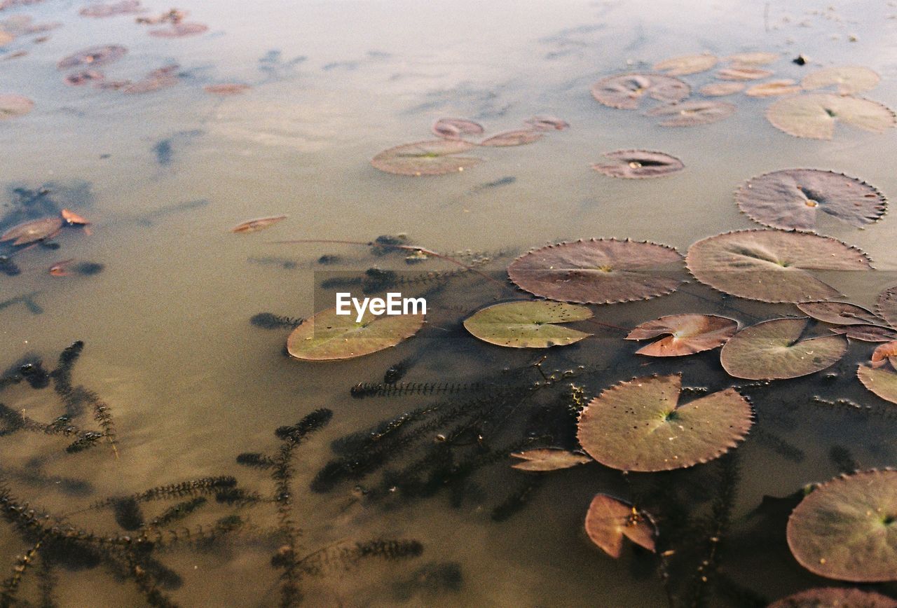 CLOSE-UP OF LEAVES FLOATING ON WATER