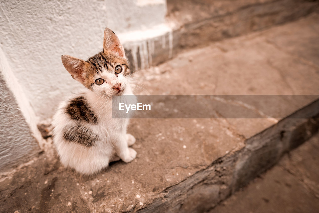 PORTRAIT OF CAT SITTING ON FLOOR OUTDOORS