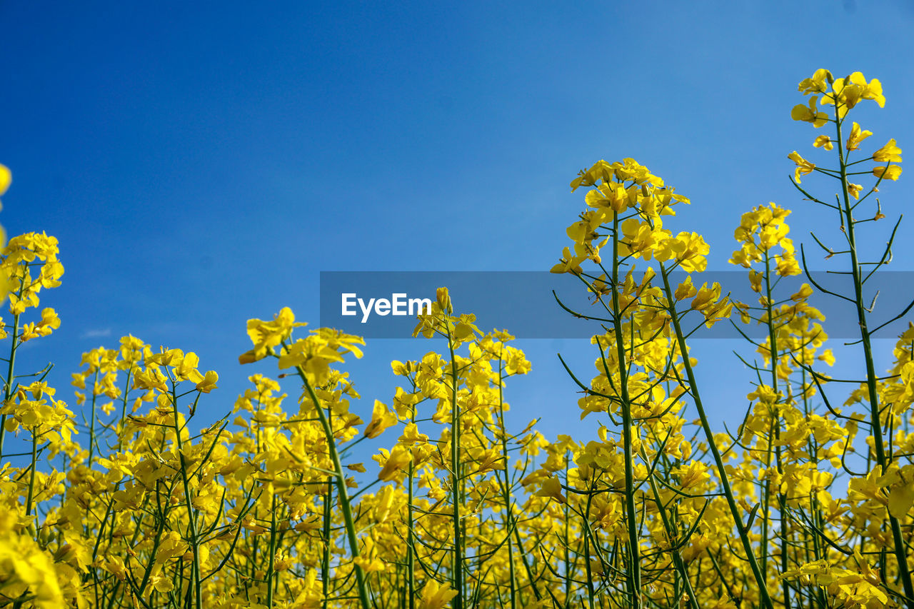 Low angle view of yellow flowering plants against blue sky