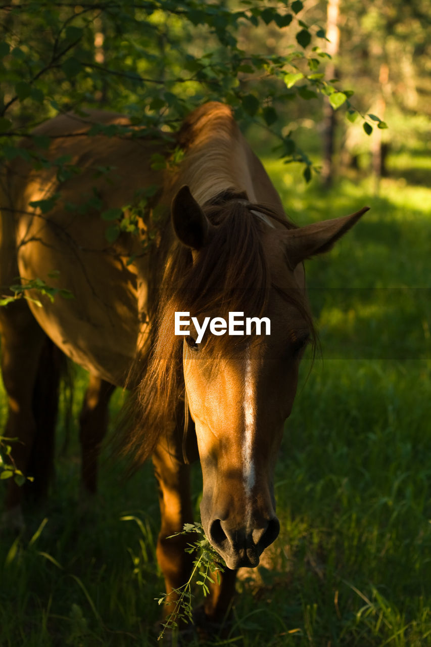 HORSE STANDING IN FIELD