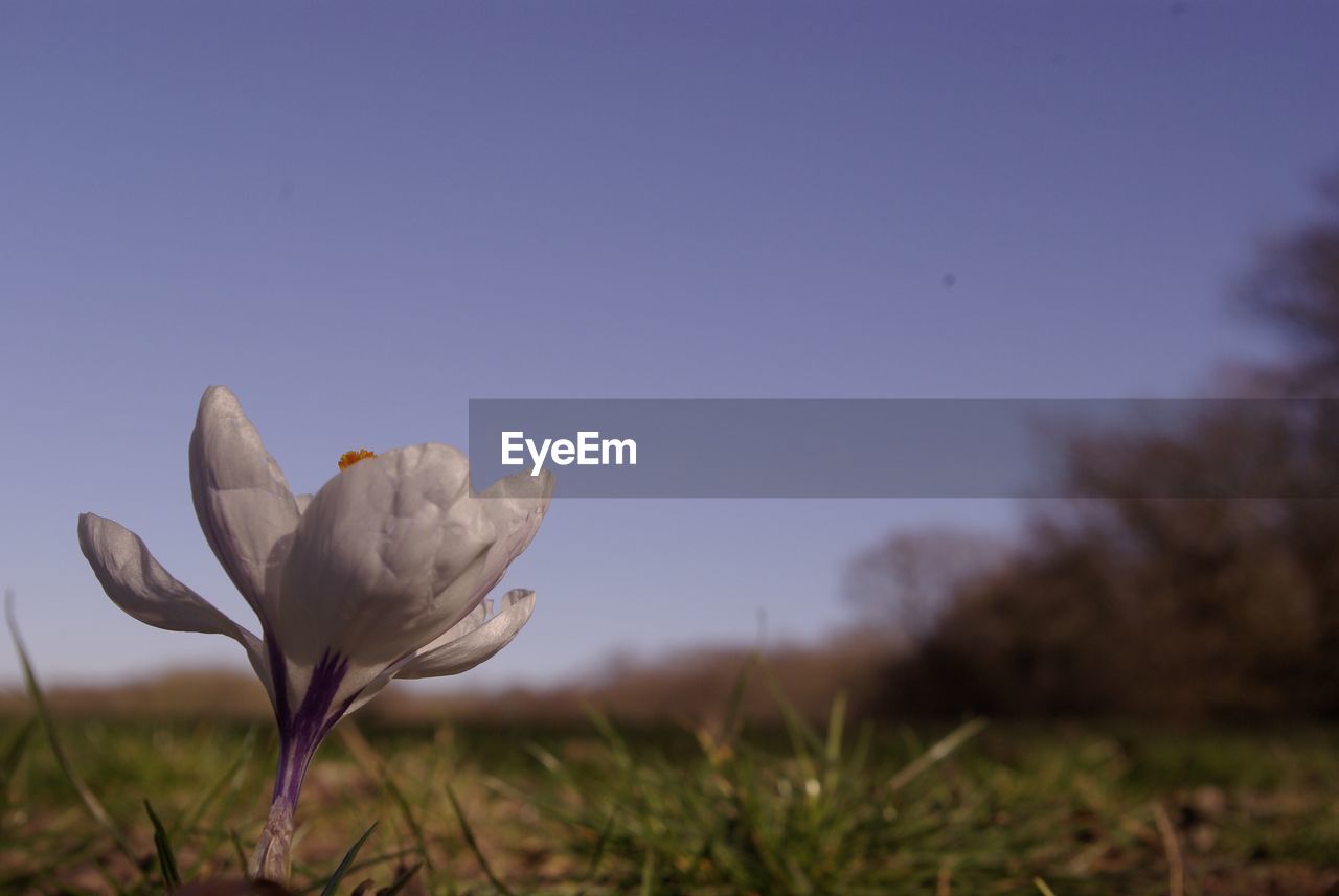 Close-up of flowering plant on field against sky