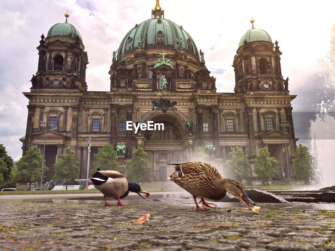 Ducks feeding on street in front of berlin cathedral