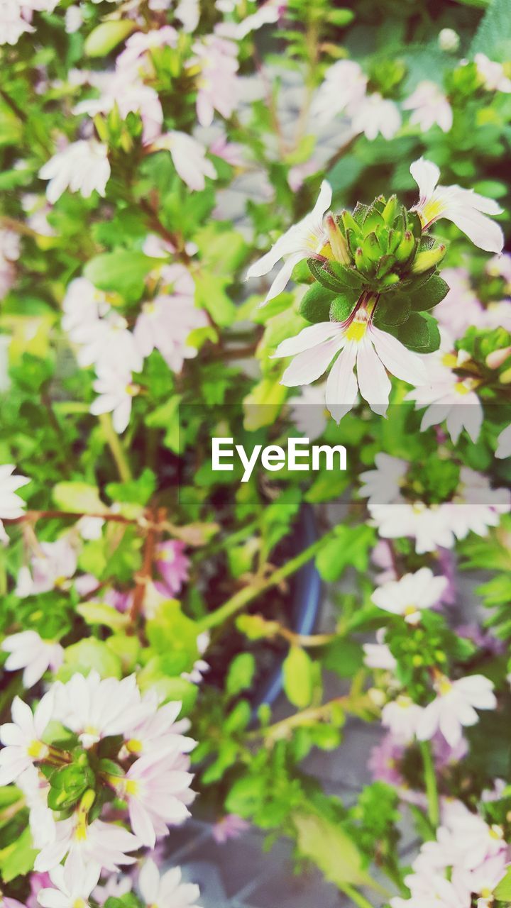 Close-up of white flowers blooming outdoors