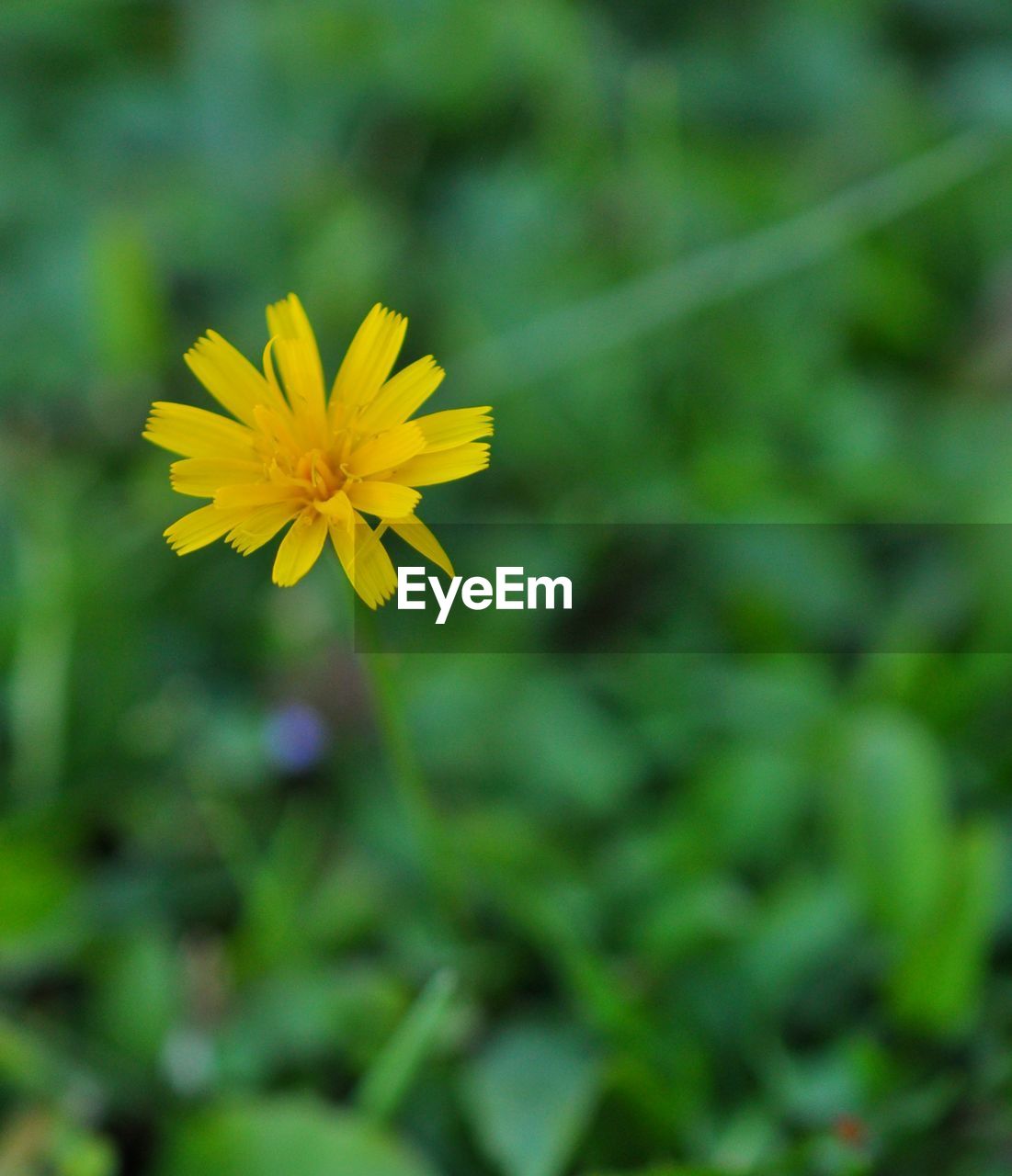 CLOSE-UP OF YELLOW COSMOS FLOWER