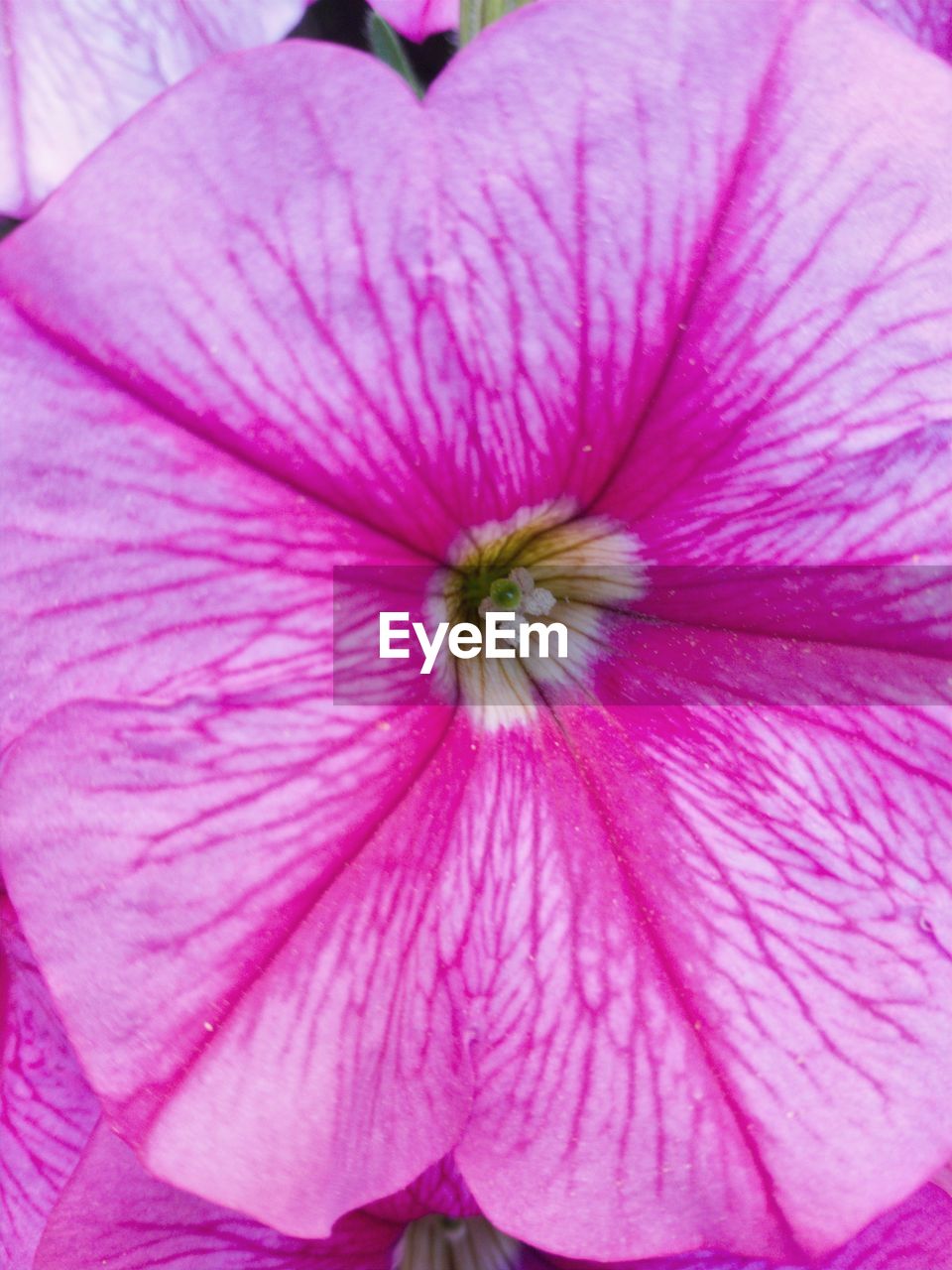 CLOSE-UP OF PINK FLOWER