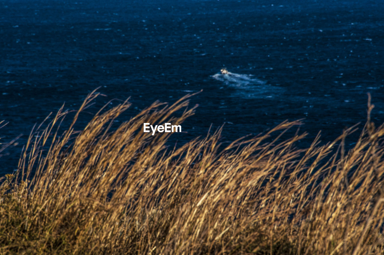 SCENIC VIEW OF SEA SHORE