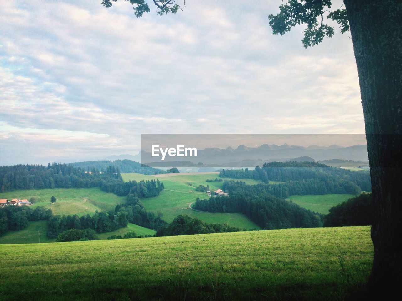 TREES ON GRASSY FIELD AGAINST CLOUDY SKY