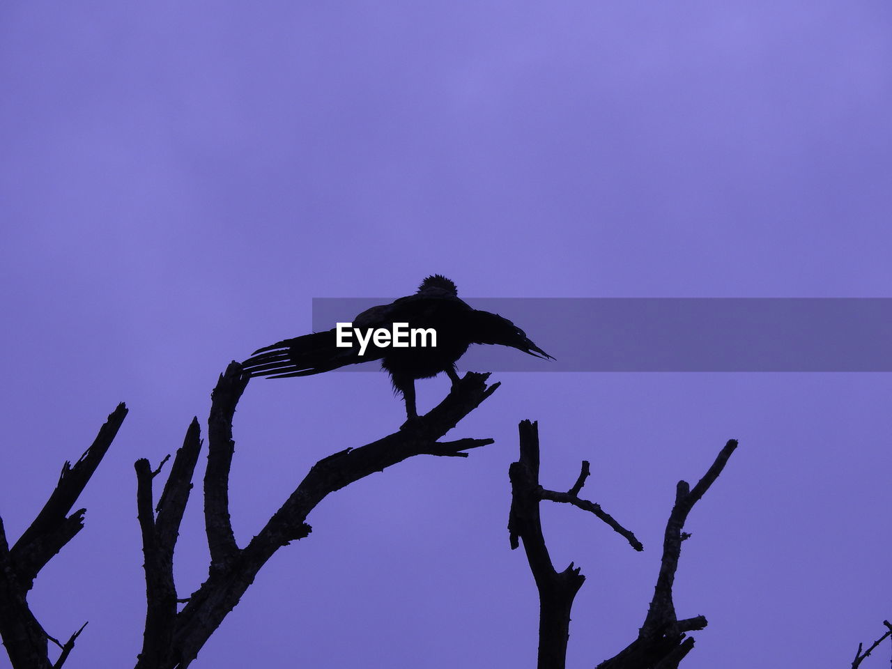 LOW ANGLE VIEW OF SILHOUETTE BIRD PERCHING ON A TREE