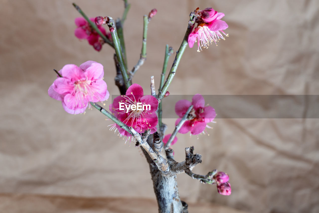 plant, flower, flowering plant, pink, spring, beauty in nature, freshness, blossom, nature, fragility, branch, tree, close-up, springtime, flower head, no people, macro photography, growth, inflorescence, petal, outdoors, focus on foreground, floristry, twig, cherry blossom, purple, botany, plant stem, flower arrangement, vase