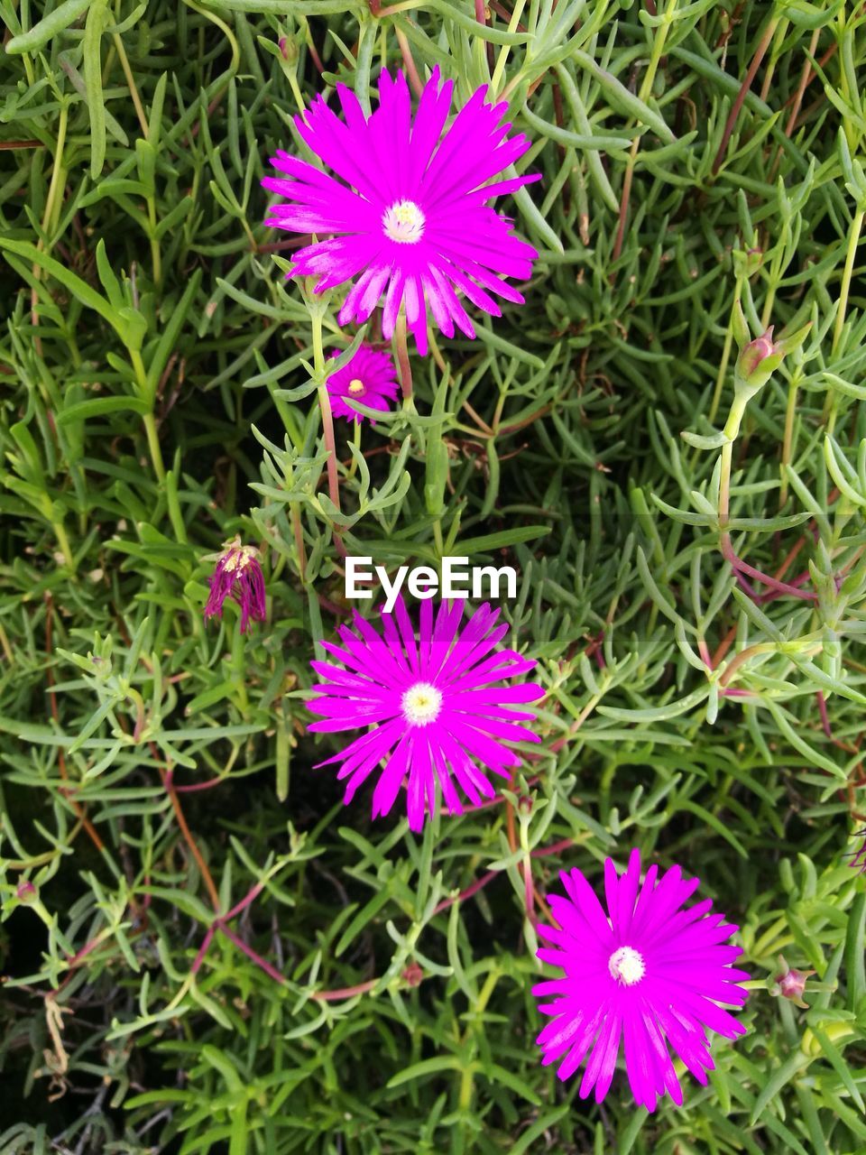 HIGH ANGLE VIEW OF PURPLE FLOWERING PLANTS