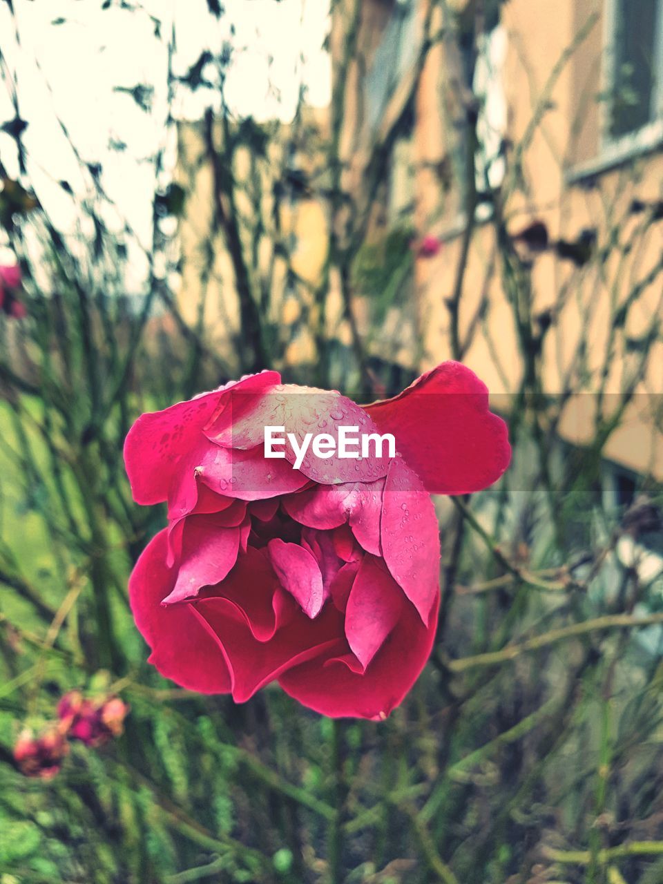 CLOSE-UP OF FRESH RED FLOWER BLOOMING ON PLANT