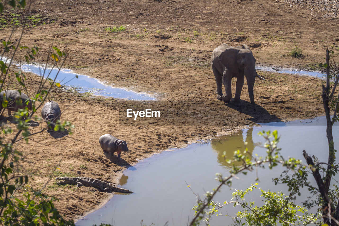 HIGH ANGLE VIEW OF ELEPHANT DRINKING WATER IN A LAKE