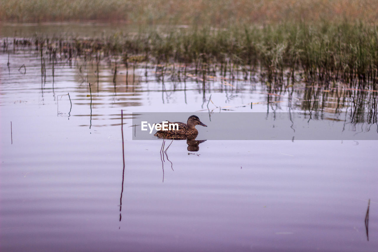 DUCKS SWIMMING IN LAKE