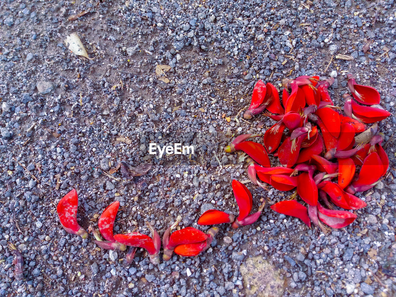 HIGH ANGLE VIEW OF RED PETALS ON THE GROUND