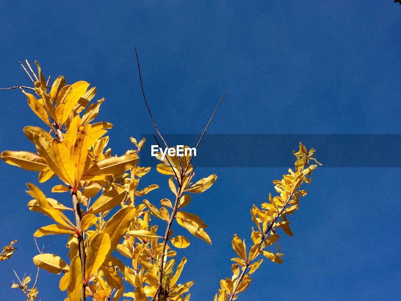 Low angle view of yellow flowers against clear blue sky