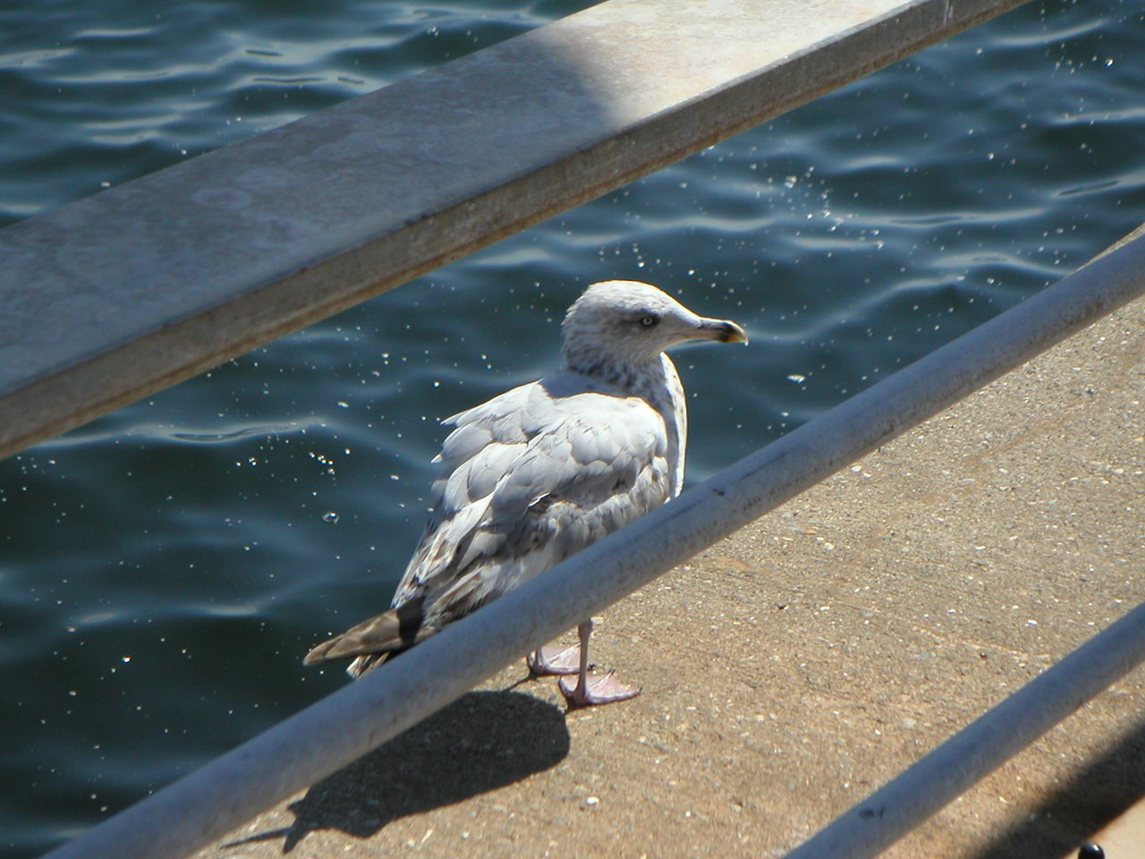 CLOSE-UP OF BIRD PERCHING ON LAKE
