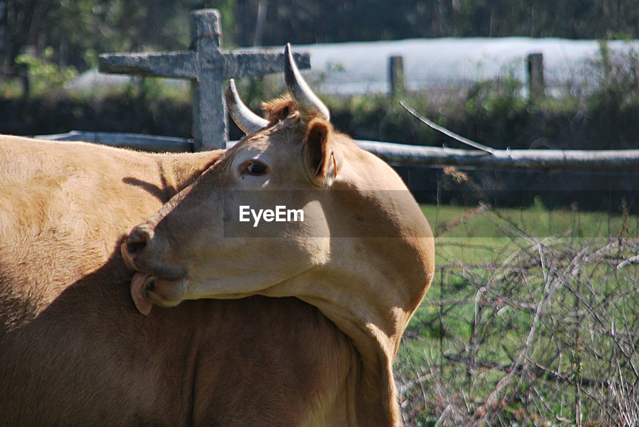 Cow in a field