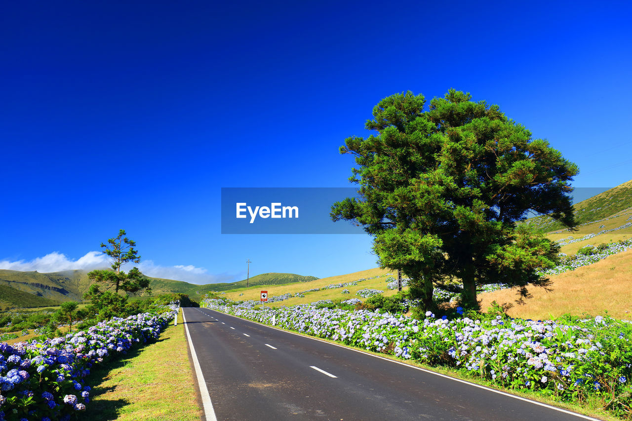 Road amidst plants and trees against clear blue sky