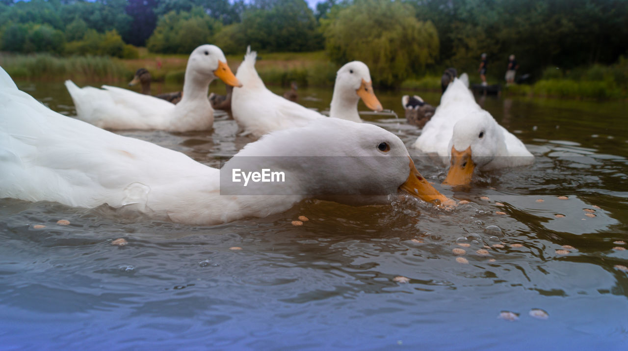 DUCKS SWIMMING IN LAKE