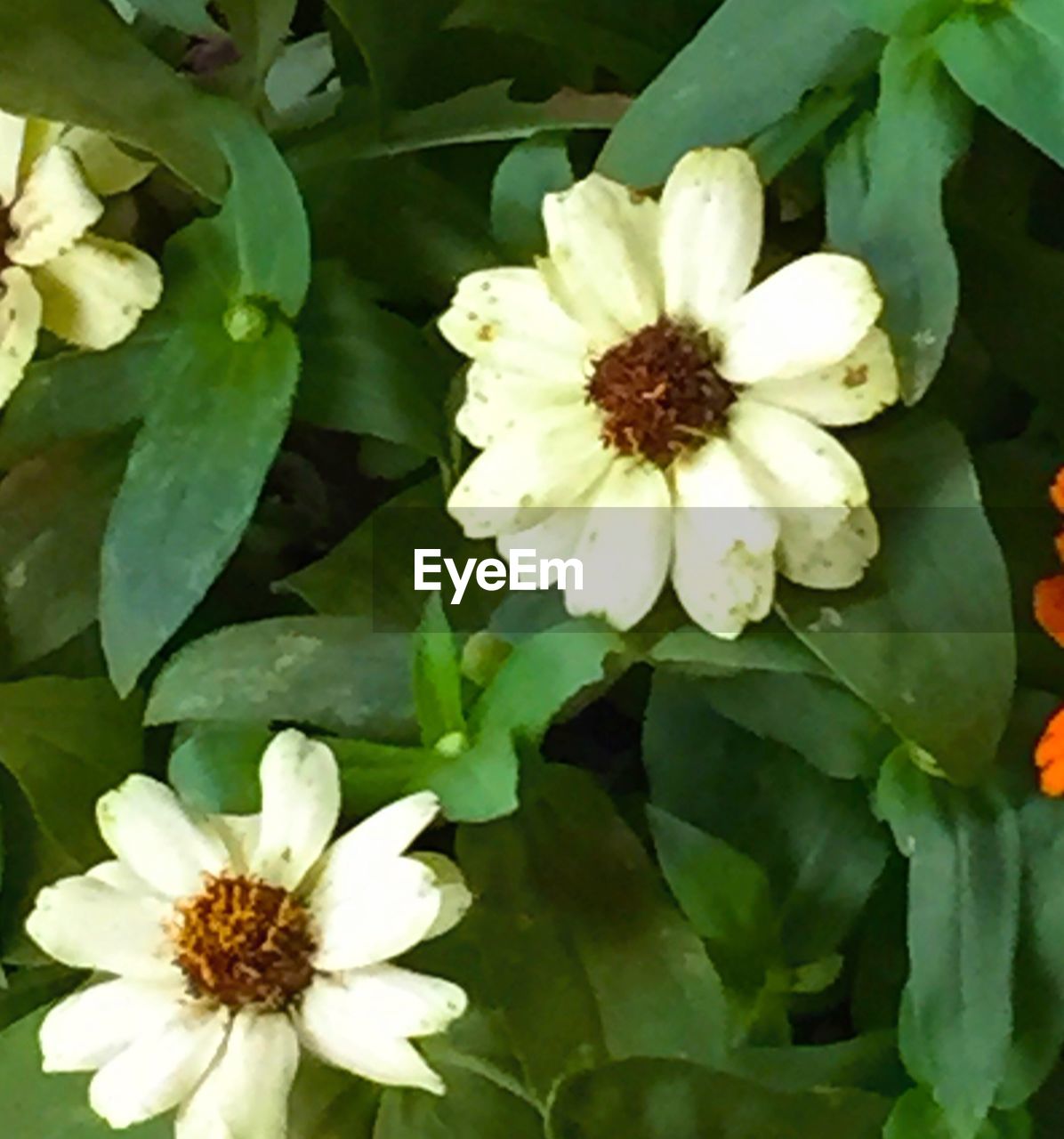 CLOSE-UP OF WHITE FLOWERS BLOOMING OUTDOORS