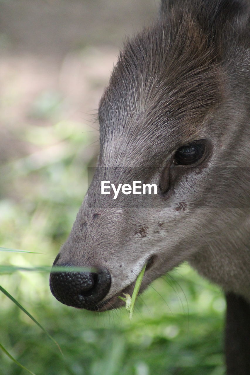 CLOSE-UP OF AN ANIMAL ON LAND