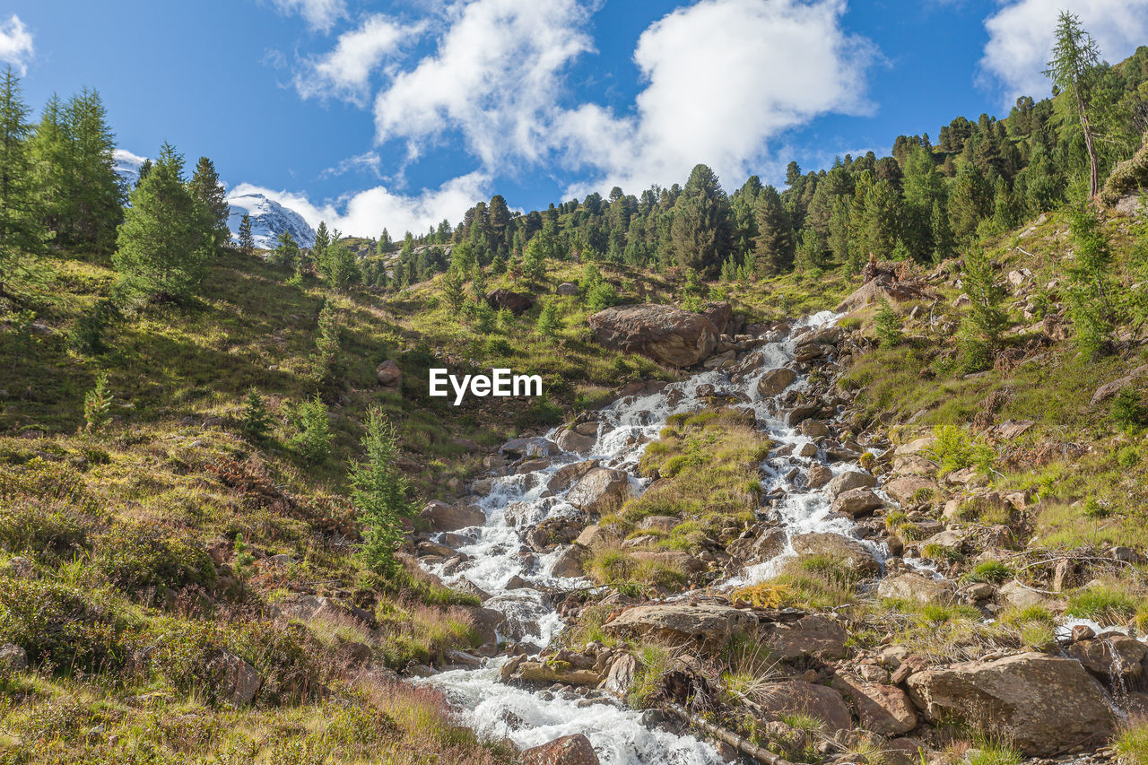 Impetuous stream fin the middle of fir and larches forest in an alpine valley