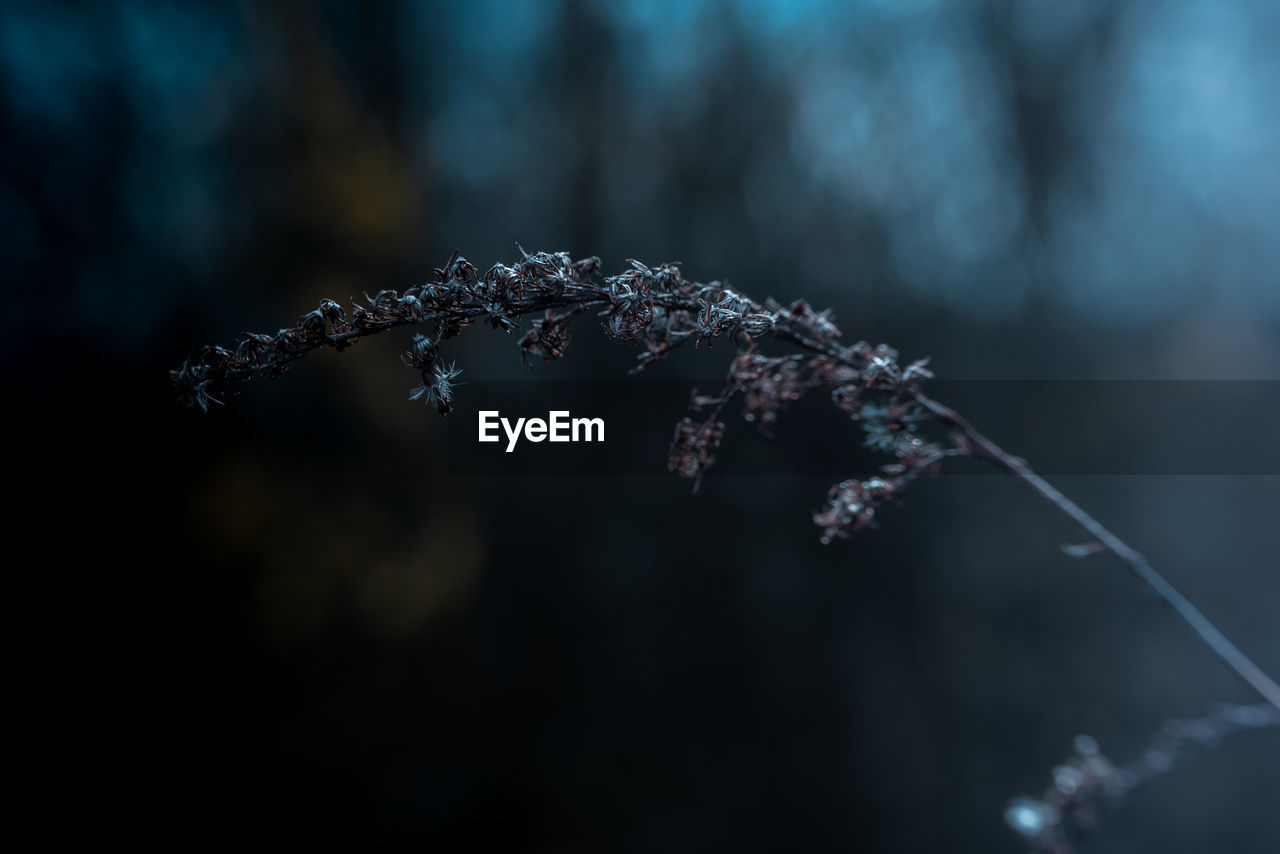 nature, frost, branch, plant, macro photography, focus on foreground, no people, close-up, beauty in nature, winter, freezing, cold temperature, leaf, outdoors, frozen, flower, fragility, moisture, water, ice, tranquility, selective focus, snow, tree, darkness, day, environment, growth