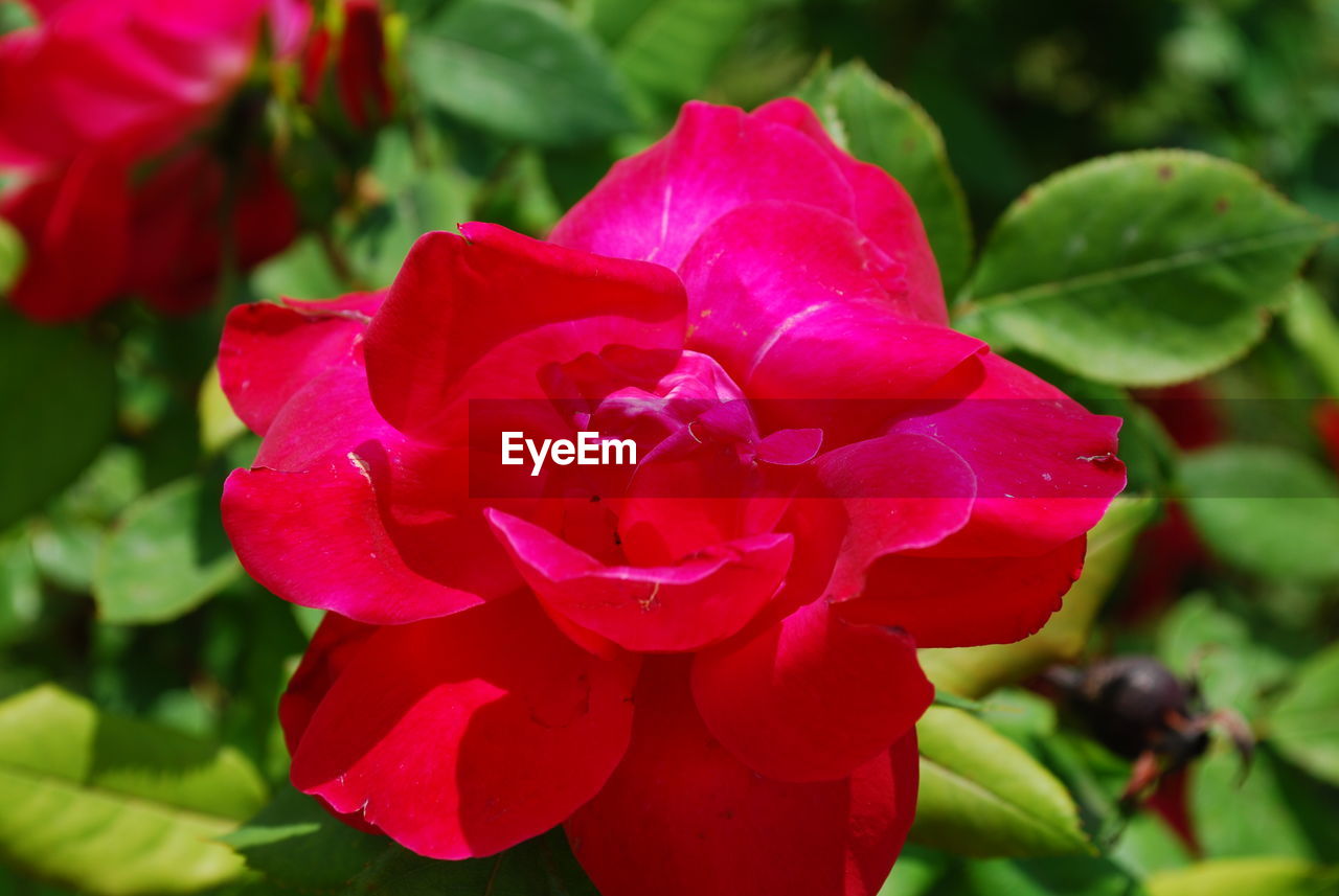 CLOSE-UP OF RED ROSE IN BLOOM