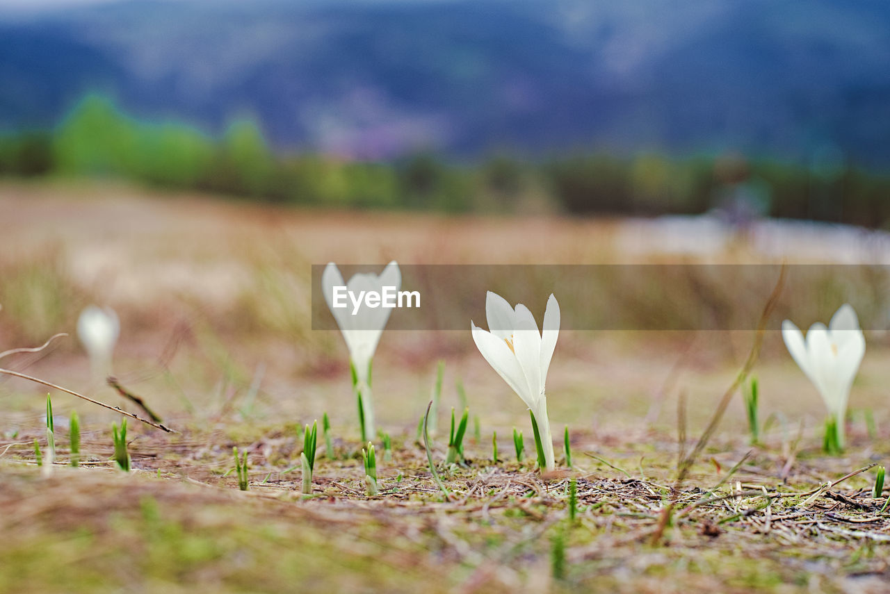 Close-up of white crocus flowers on field