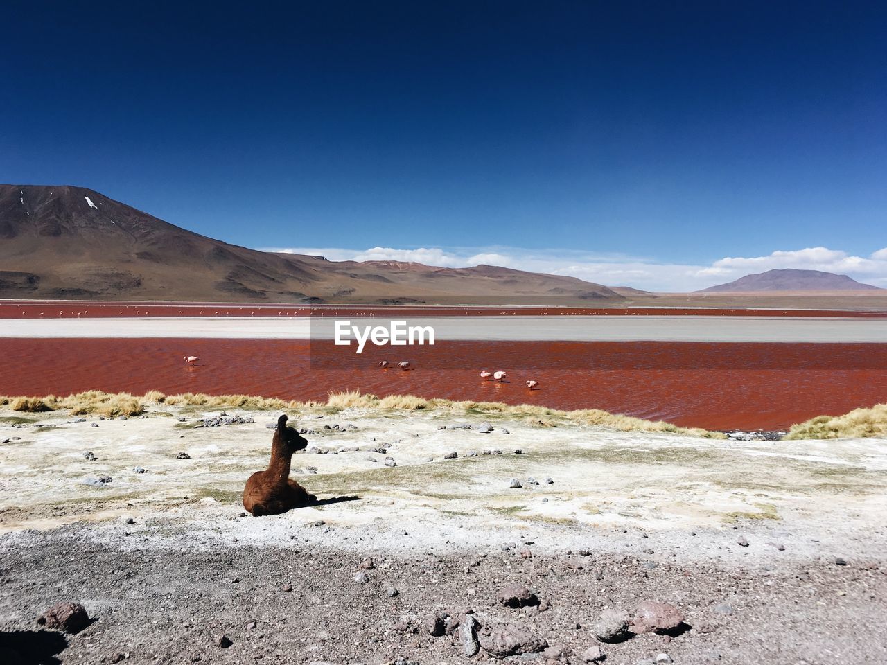 HORSE SITTING ON SAND AGAINST MOUNTAIN