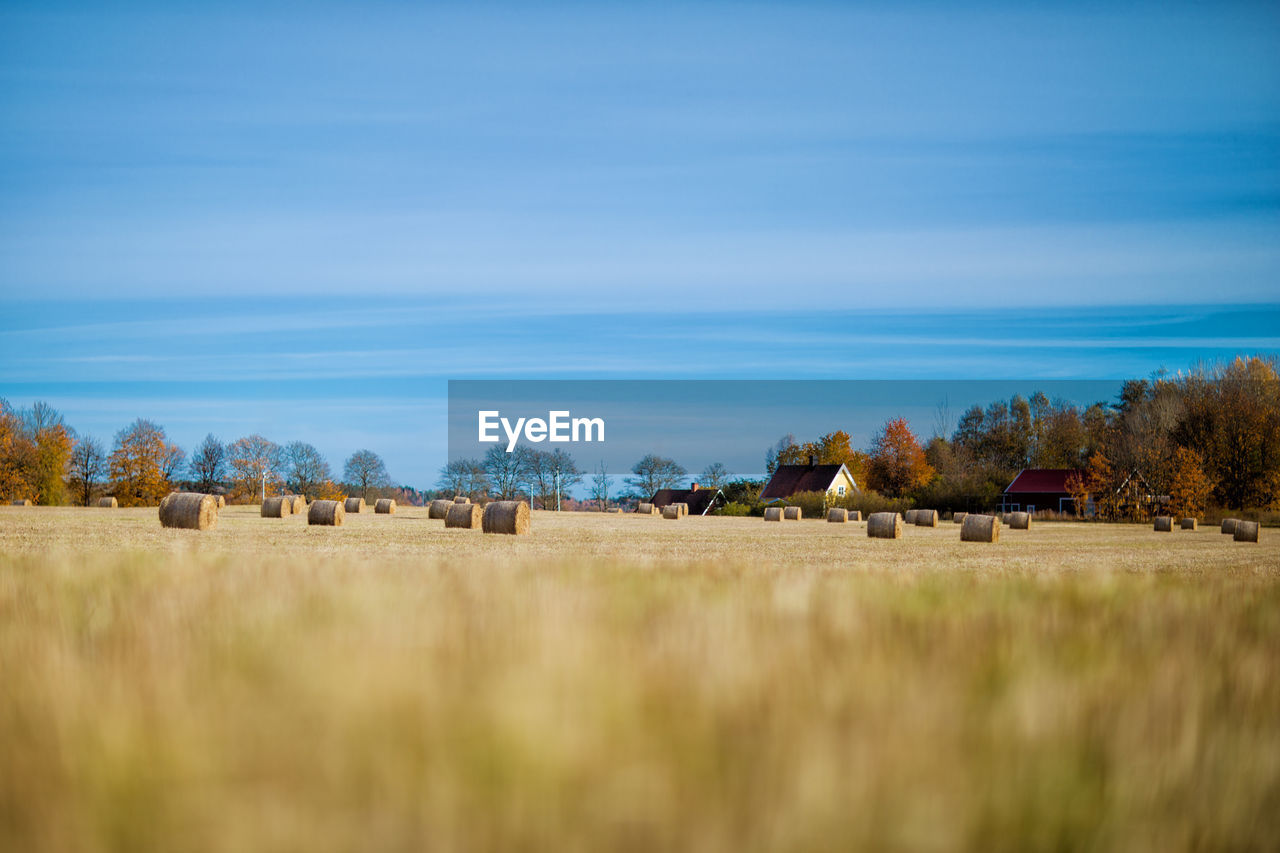 Hay bales on farm against blue sky