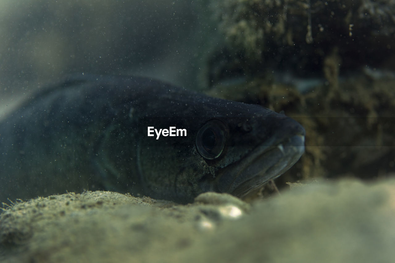 CLOSE-UP OF FISH SWIMMING