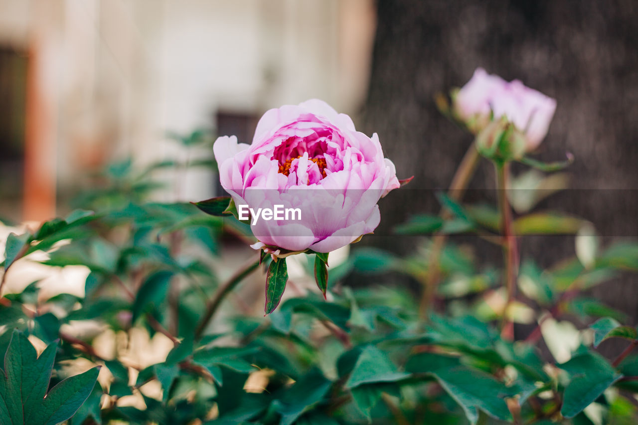 Close-up of pink rose