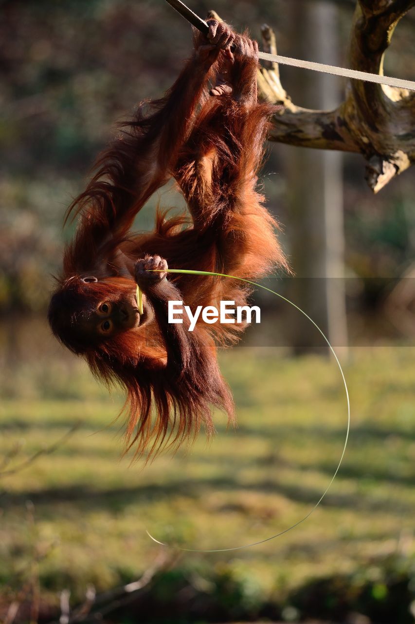 Bornean orangutan hanging from rope