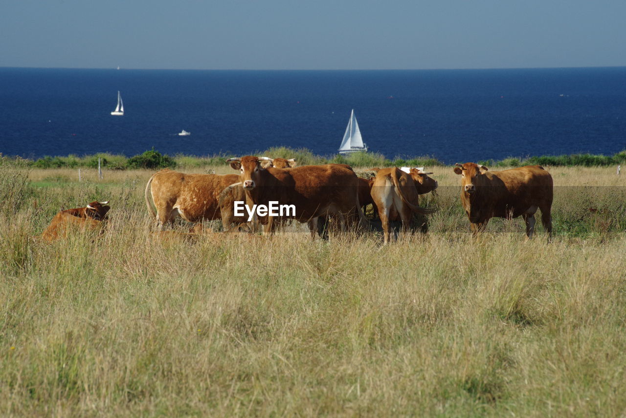 COWS ON THE FIELD