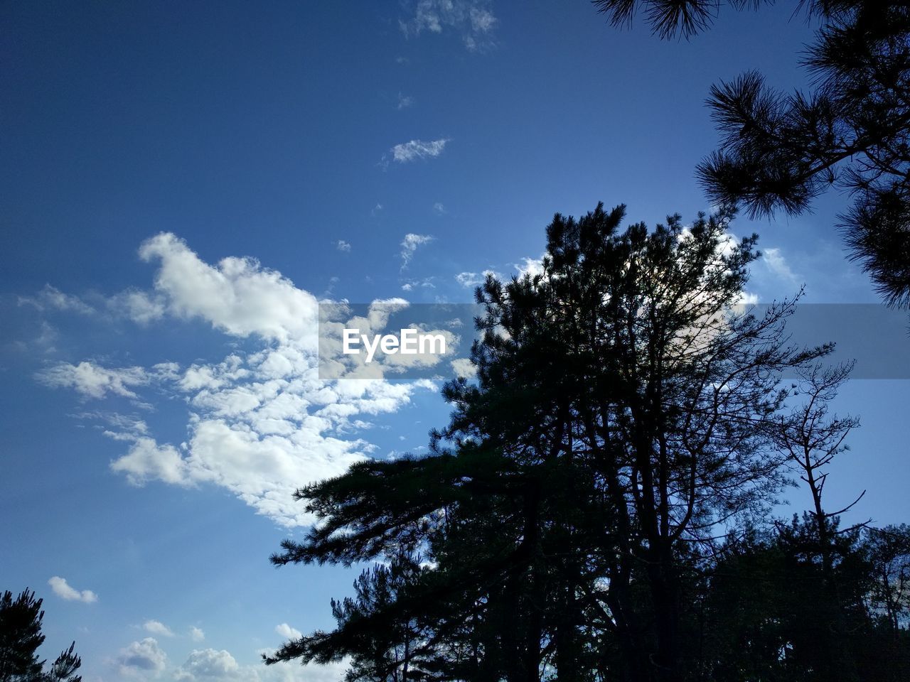 LOW ANGLE VIEW OF SILHOUETTE TREE AGAINST SKY