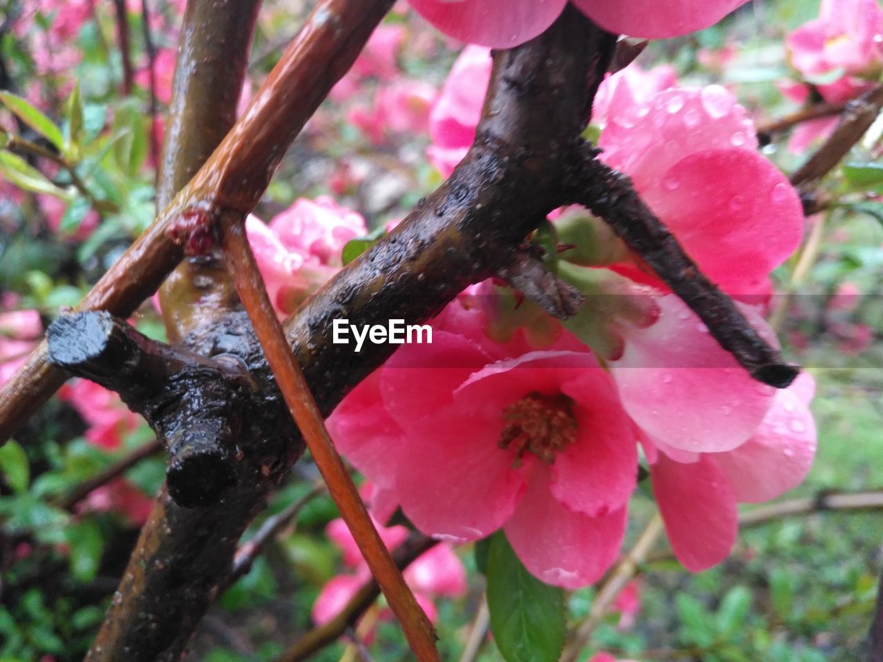 CLOSE-UP OF WET PINK FLOWERS ON BRANCH