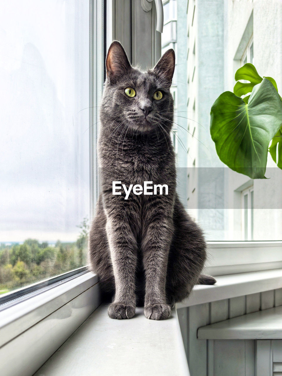 animal themes, animal, domestic animals, pet, mammal, window, domestic cat, cat, one animal, feline, window sill, felidae, indoors, no people, sitting, portrait, small to medium-sized cats, carnivore, glass, looking, whiskers, looking at camera, day, nature, looking through window, animal hair