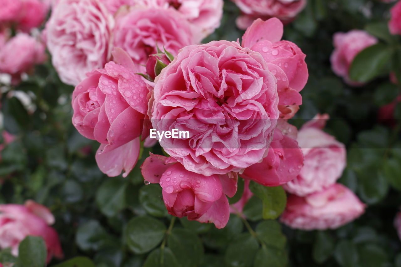 Close-up of pink roses