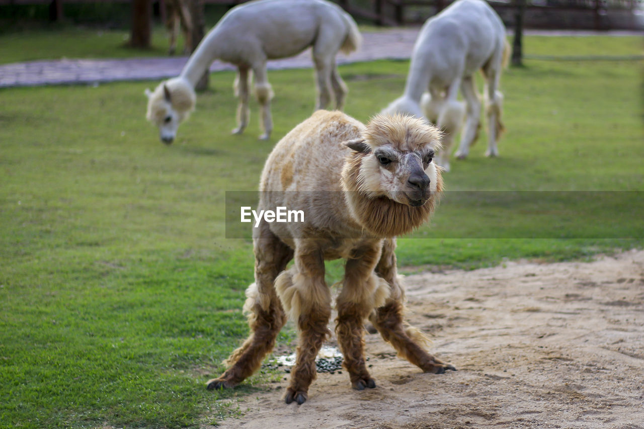 Alpaca, in the lovely zoo.