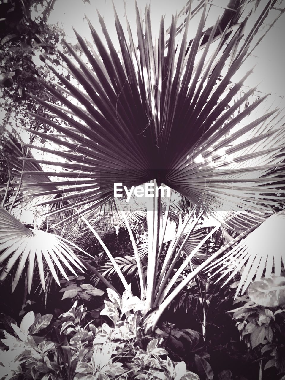 LOW ANGLE VIEW OF PLANTS AGAINST SKY