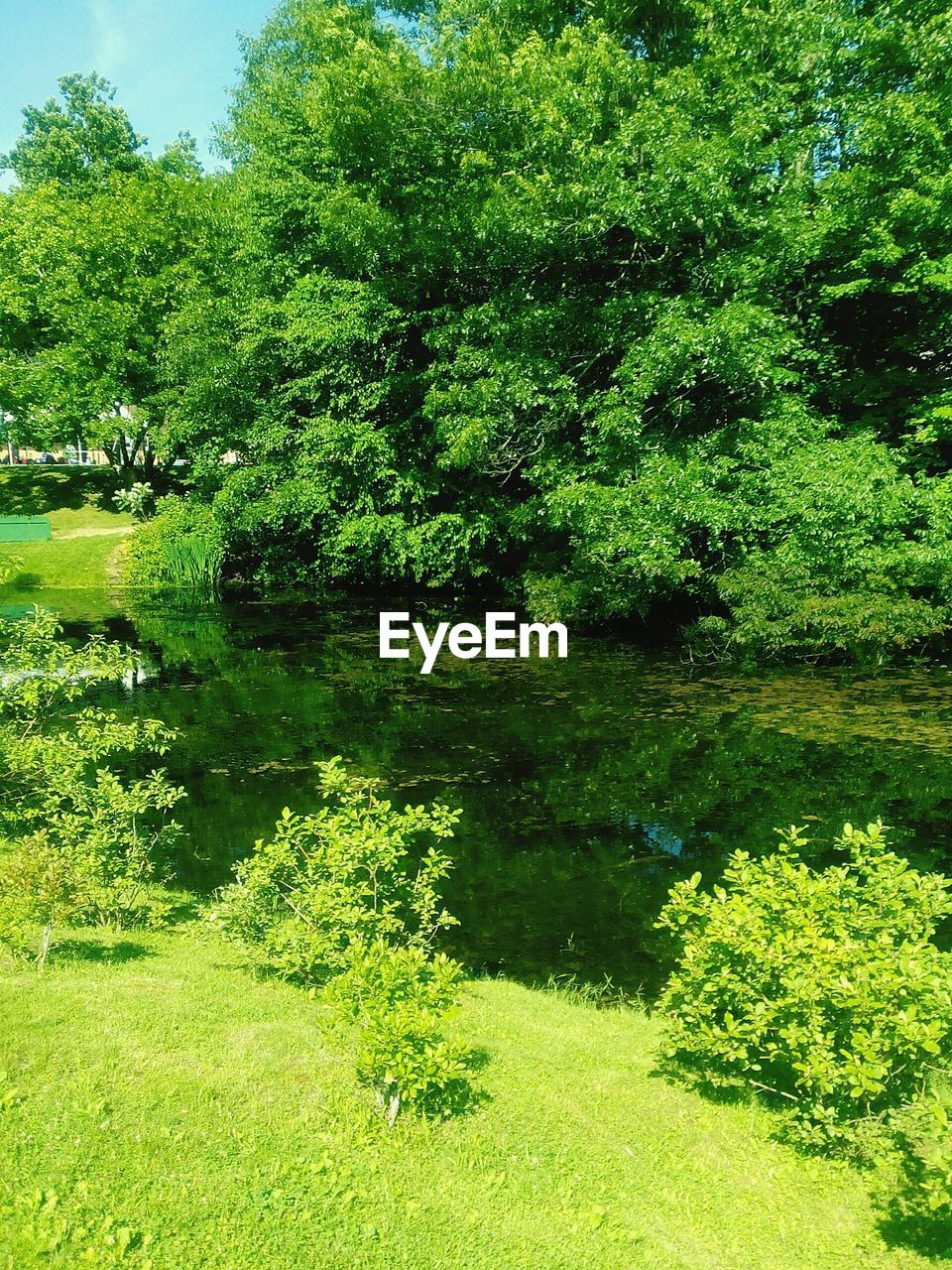 TREES GROWING ON LANDSCAPE