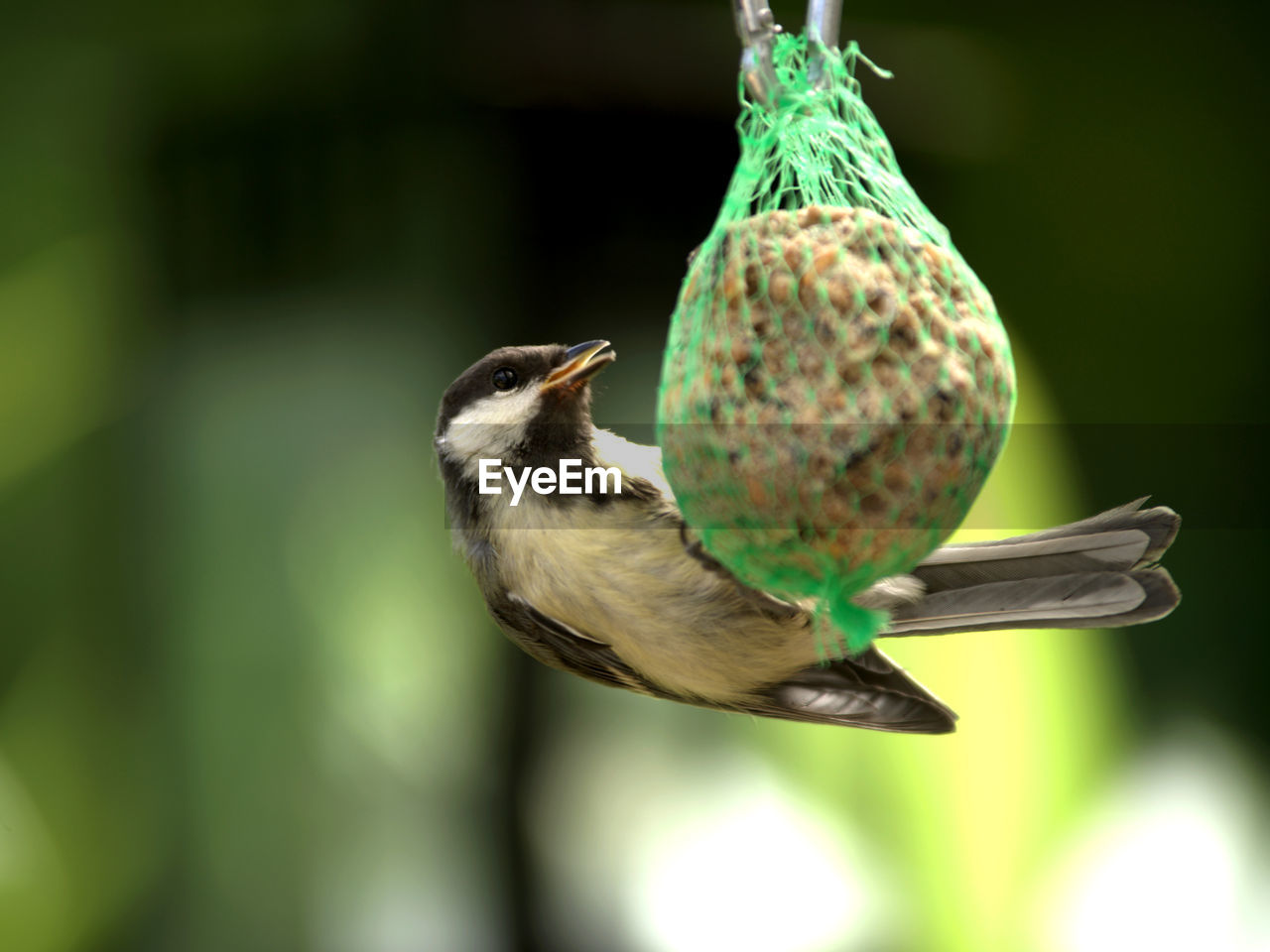 CLOSE-UP OF SPARROW PERCHING ON A BIRD FEEDER