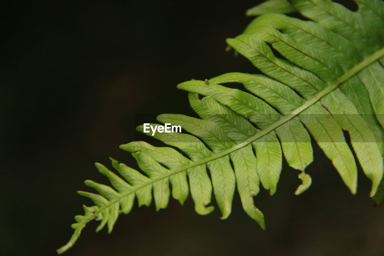 CLOSE-UP OF FERN PLANT