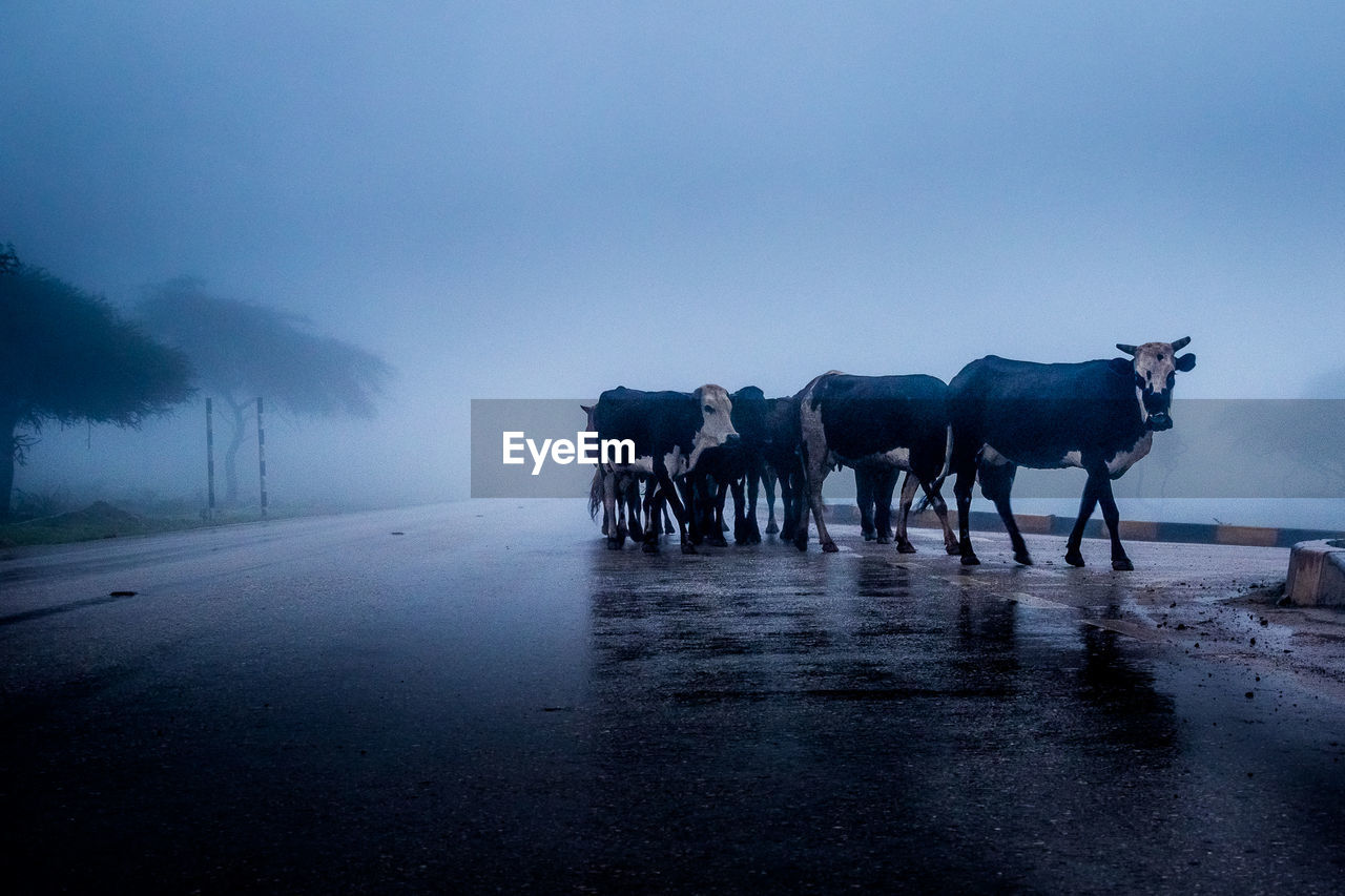 Cows standing on road during foggy weather