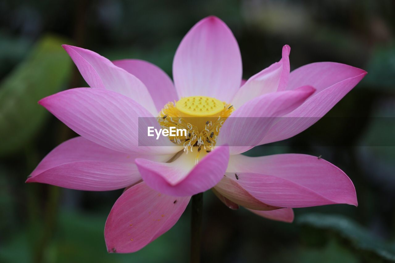 Close-up of pink water lily