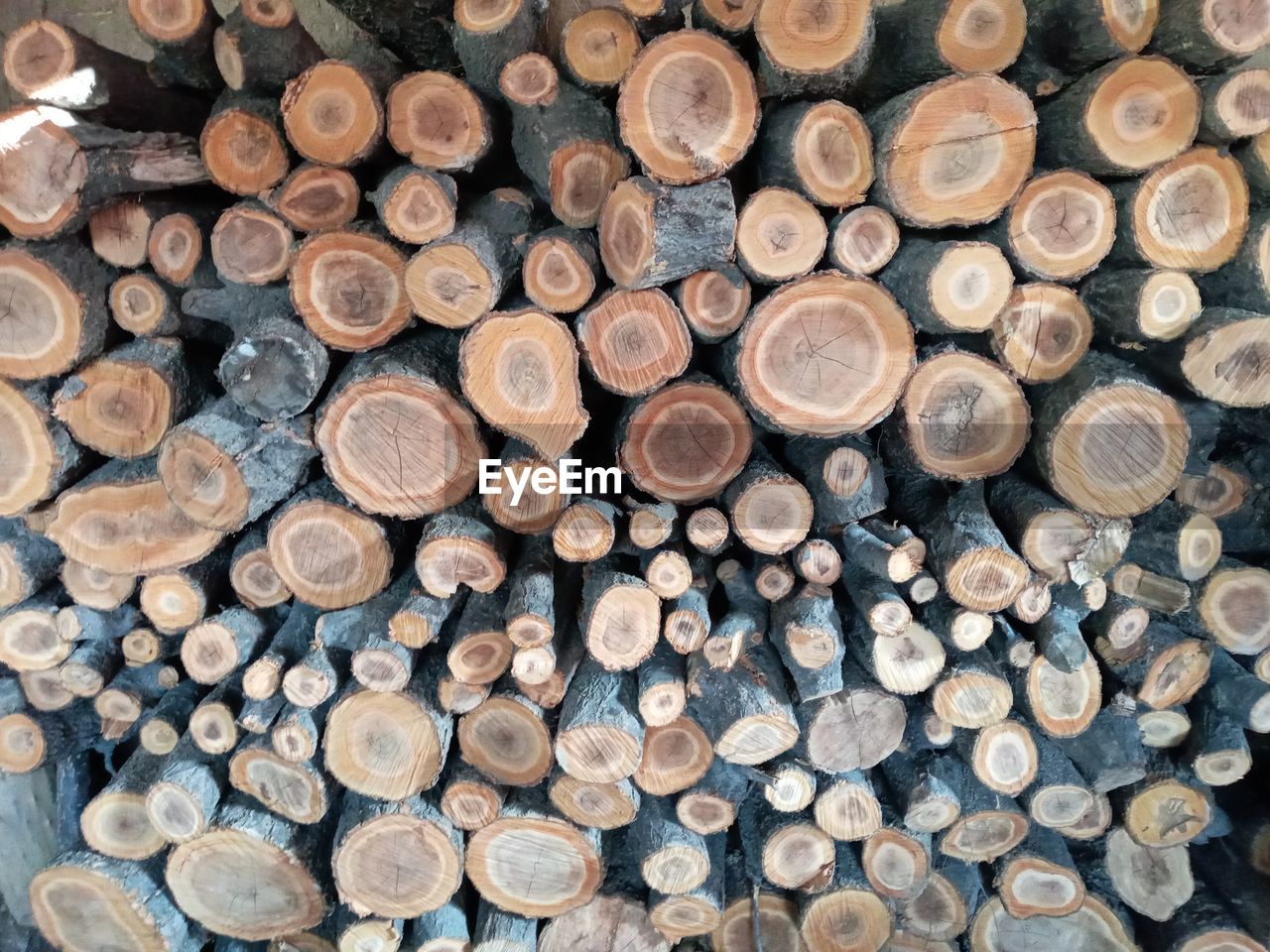 Full frame shot of logs in forest