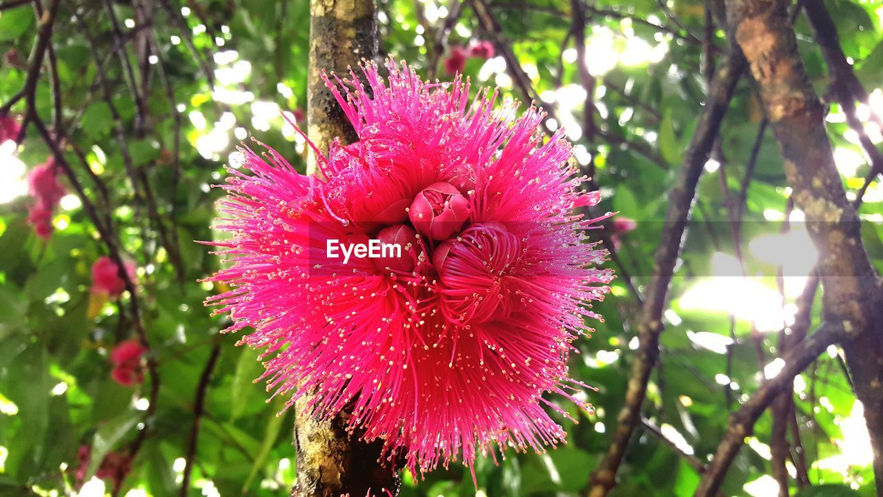 CLOSE-UP OF PINK FLOWERS