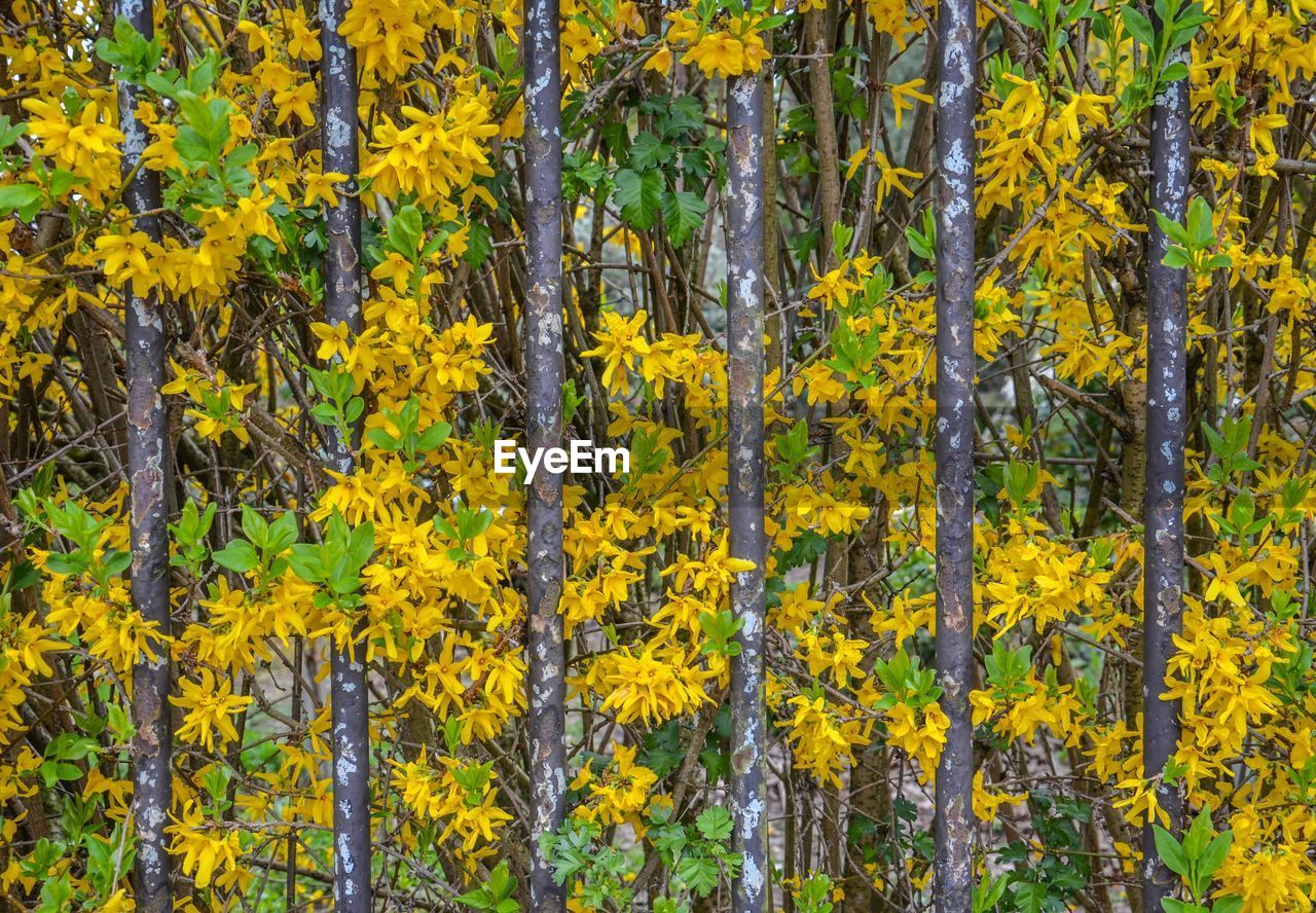 CLOSE-UP OF YELLOW FLOWERS AND TREES