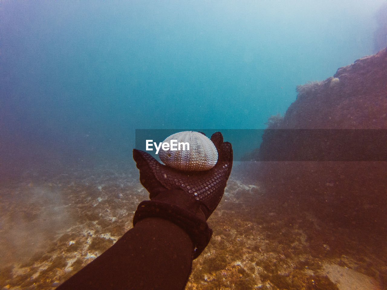 Unrecognizable diver hand holding marine wildlife while studying depth of ocean and vegetation at bottom of ocean